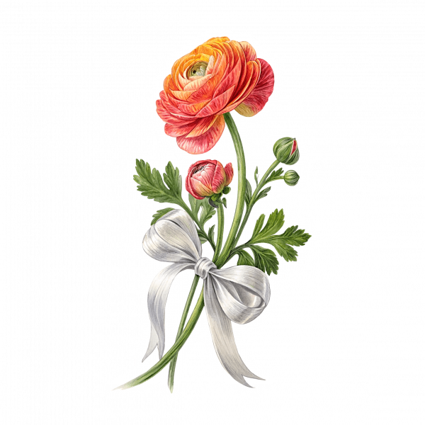 Ranunculus