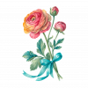 Ranunculus