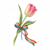Tulipan