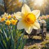 Narcisos