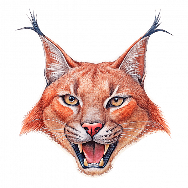 10930 Caracal Rugido 01-min Caracal Rugido 01