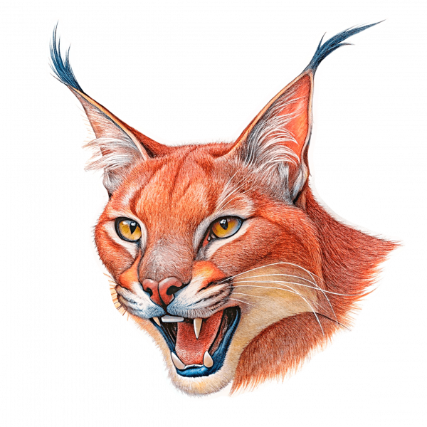 Caracal Rugido 02