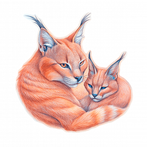 Caracal y Prole 01