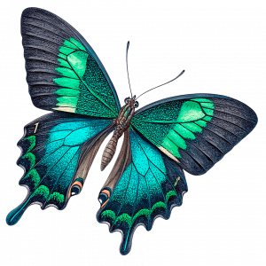 Cometa De Wallace Mariposas Famosas