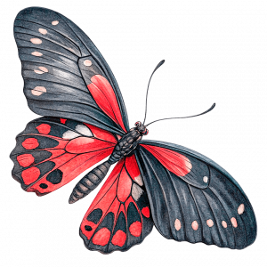 Crimson Rose Mariposas Famosas