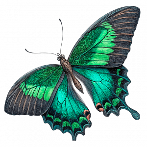 Esmeralda Cola De Golondrina Mariposas F