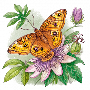 Mariposa Búho Flor De La Pasión