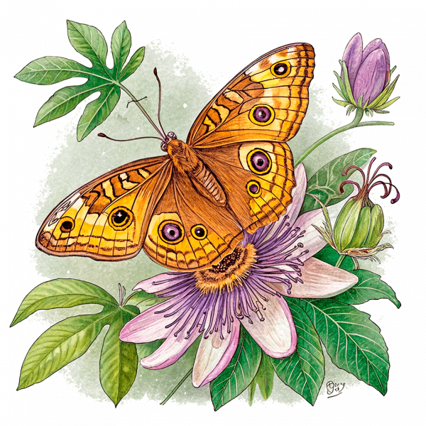 13135 Mariposa Búho Flor de la Pasión-min Mariposa Búho Flor De La Pasión