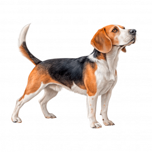Beagle