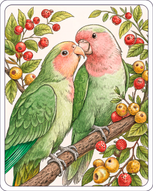 Agapornis Roseicollis