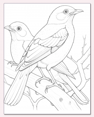 Zorzal Colorado, Turdus Rufiventrisc