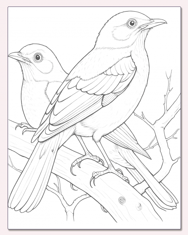 Zorzal Colorado, Turdus Rufiventrisc