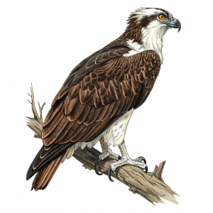 Águila Pescadora,pandion Haliaetus-Photoroom