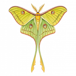 Mariposa Cometa De Madagascar