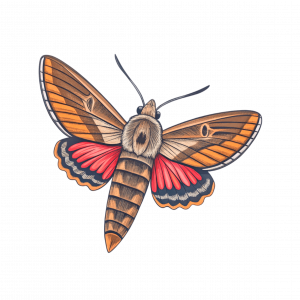 Mariposa Esfinge Colibrí