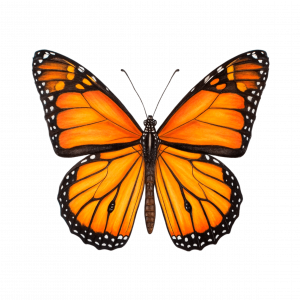 Mariposa Monarca