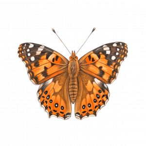 Mariposa Vanesa De Los Cardos
