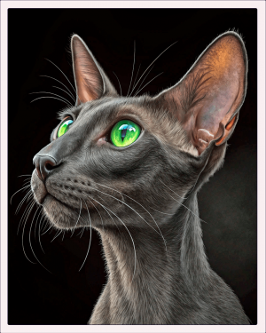 Gato Oriental Shorthair Sólido Bano