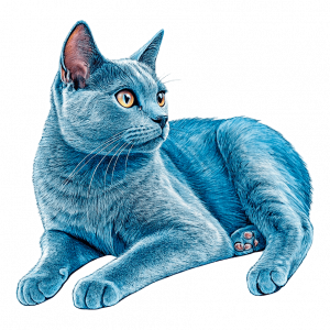 Gatos Azul Ruso Azul