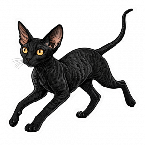 Gato Cornish Rex