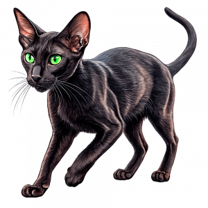 Gato Oriental Shorthair