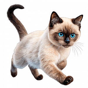 Gato Siamés Colorpoint