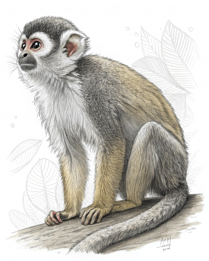 Mono Ardilla Común, Saimiri Sciureus, Guayana Francesa