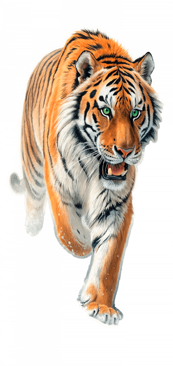 Felino  Tigre Siberiano, Panthera Tigris Altaica