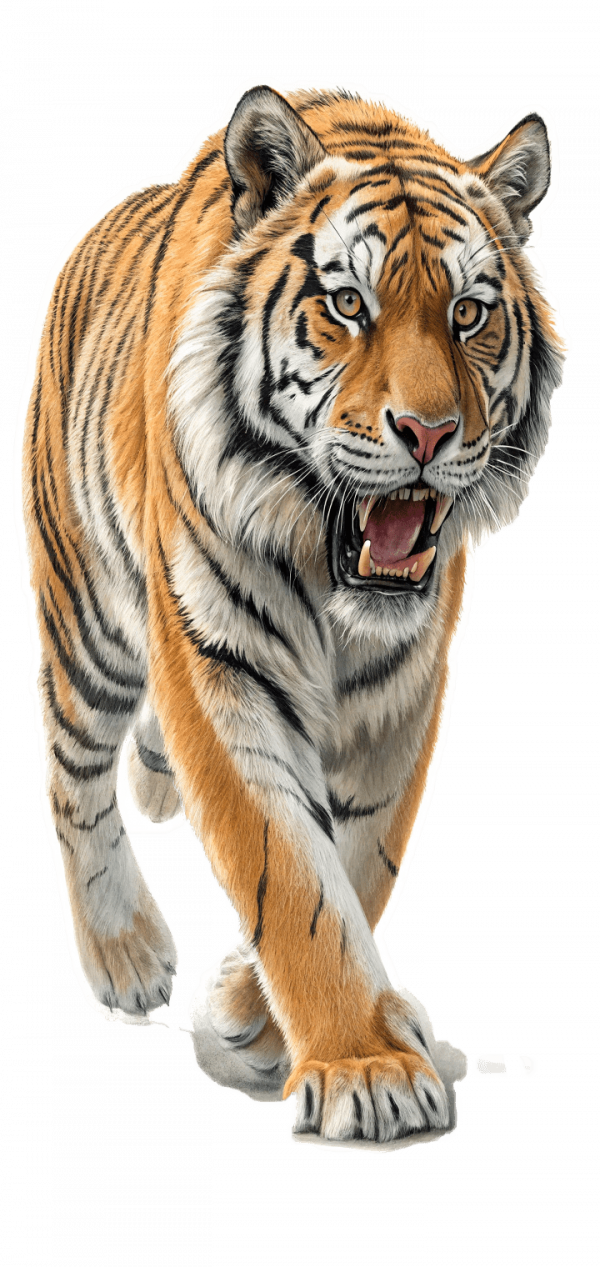 Felino  Tigre Siberiano, Panthera Tigris Altaica