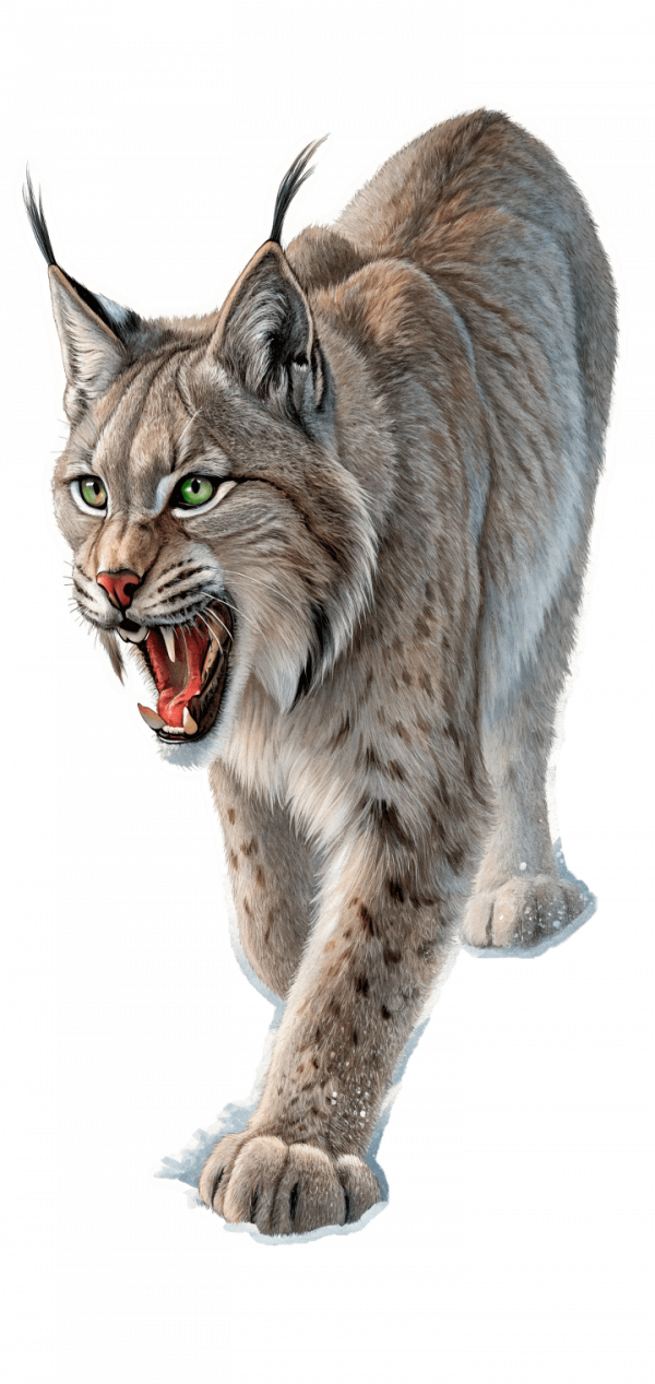 Felino  Lince Euroasiático, Lynx Lynx
