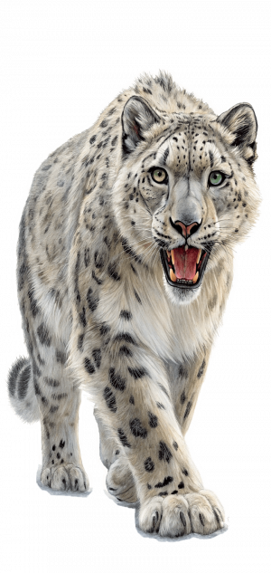 17161 Felino Leopardo de las nieves, Panthera uncia (1)-min Felino Leopardo De Las Nieves, Panthera Uncia