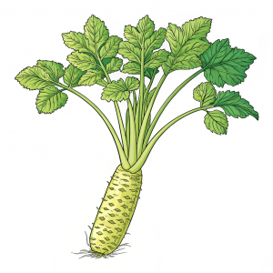 Wasabi, Eutrema Japonicum (Miq.) Koidz