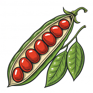 Vainita, Phaseolus Vulgaris