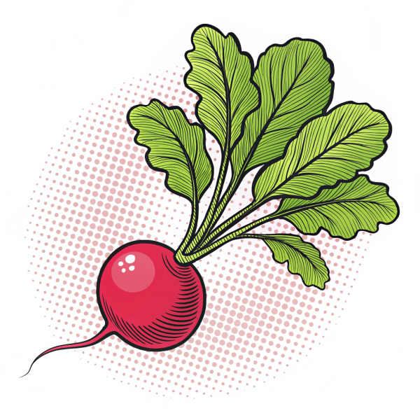 Rábano, Raphanus Sativus