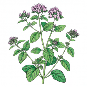 Orégano, Origanum Vulgare