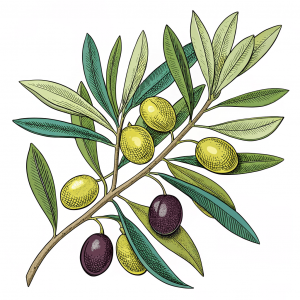Oliva, Olea Europaea