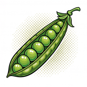 Habichuela, Phaseolus Vulgaris