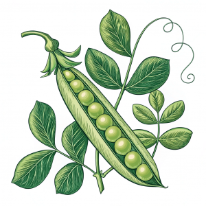 Guisante, Pisum Sativum