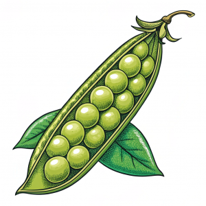 Frijol, Phaseolus Vulgaris