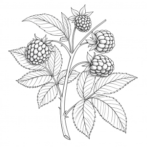 Frambuesa, Rubus Idaeus Colorear