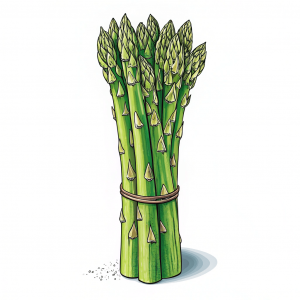 Espárrago, Asparagus Officinalis