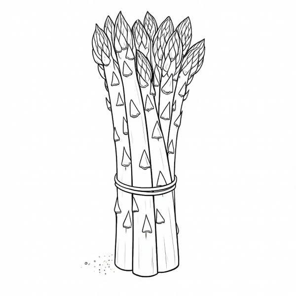18006 Espárrago, Asparagus officinalis L c-min Espárrago, Asparagus Officinalis Colorear