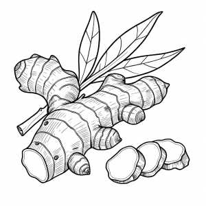 Engibre, Zingiber Officinale Roscoe Colorear