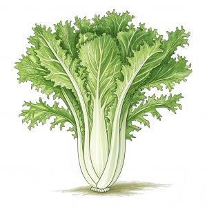 Endibia, Cichorium Endivia