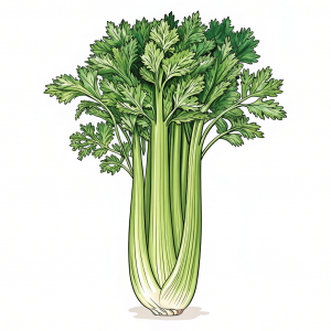 Apio, Apium Graveolens